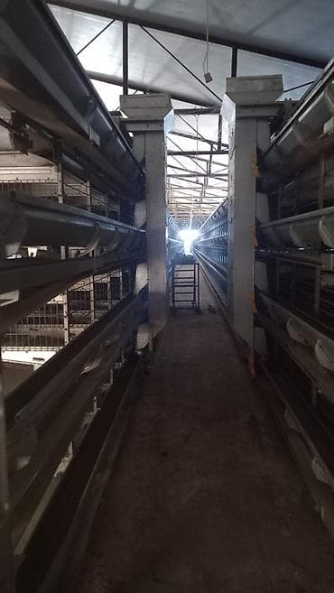 höfsan: Salam. Yumurtaliq toyuq avadaliği satilir 1defe istiyade olunub tam — 9