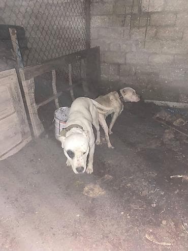 en ucuz itler: Doq — 4