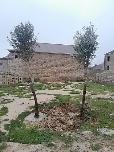 zeytun agaclari: Məhsul: Zeytun ağacları (2 ədəd) Təsvir: - Həyətyanı sahə, bağ və ya — 3
