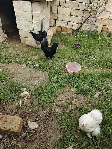 ligorin toyuq: Toyuq, Damazlıq — 6