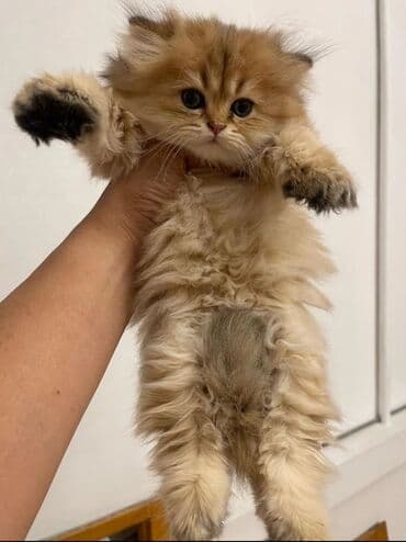 şotlan pişik: Şotland yastı qulaq, Erkək, Dişi, Yaxşı əllərə, Ünvandan götürmə, Pulsuz çatdırılma, Ödənişli çatdırılma — 24