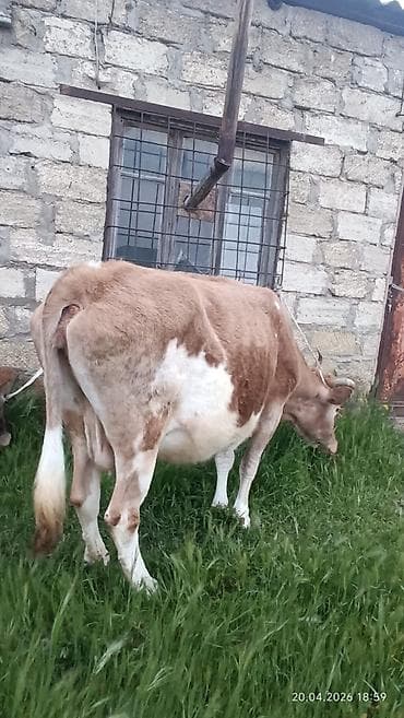 inəklər: Simental tipli dişi inək - Rəng: açıq-qəhvəyi və ağ ləkəli - Sağım — 4
