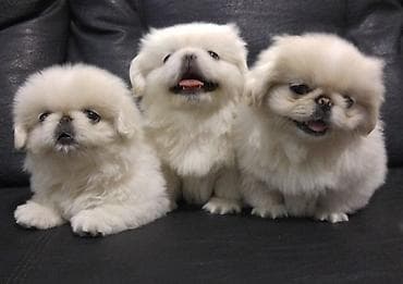 Pekines, Peyvəndli