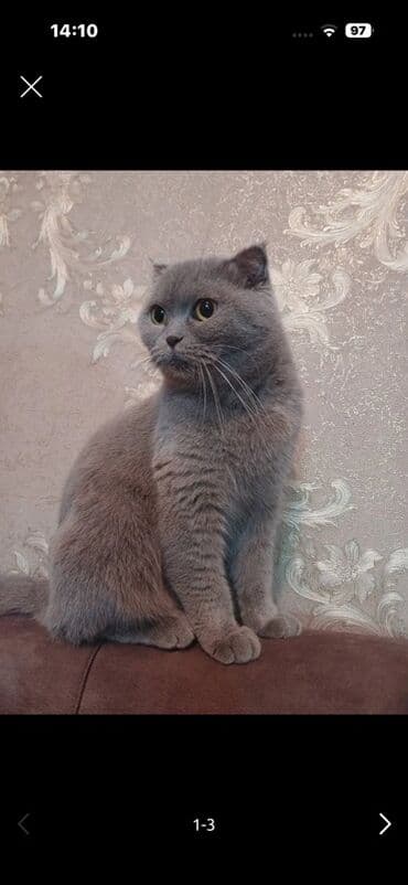 Qazanlar: Britan, Dişi — 1