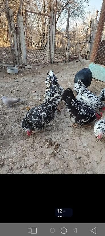 mayali yumurta satisi: Toyuq, Damazlıq — 2