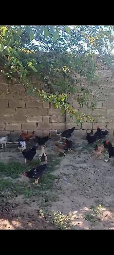 heyvan evi: ‼️ Təcili Satılır ‼️ 100 ədəd Kənd colpası 4 ayına kecib tam sağlam — 3