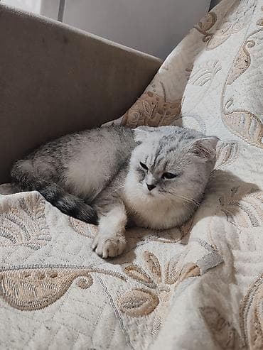 Птицы: Британская, Самка, В добрые руки, Бесплатная доставка — 2