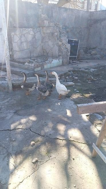 labrador satisi: Satılır: Qazlar 1 densi 30 mat linda qazları - Növ: ev qazı (ağ və — 1