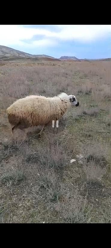 it qovan cihaz: 4dənə qala sortu qoçu isteyen buyursun — 6