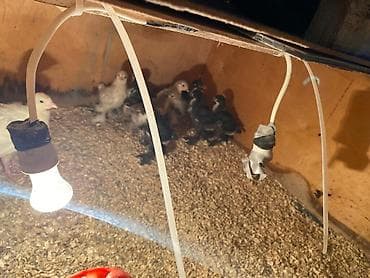 gence toyuq cuce: Toyuq cücələri, Damazlıq — 3