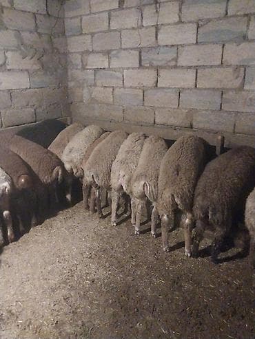 mal yatagi: Qoyun sürüsü satılır – ət və damazlıq üçün əlverişli - Növ: yerli — 3
