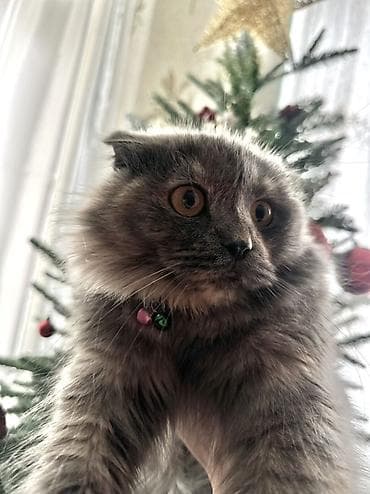 pişik cüt: Şotland yastı qulaq, Dişi, Cütləşmə üçün, Ünvandan götürmə, Ödənişli çatdırılma — 2