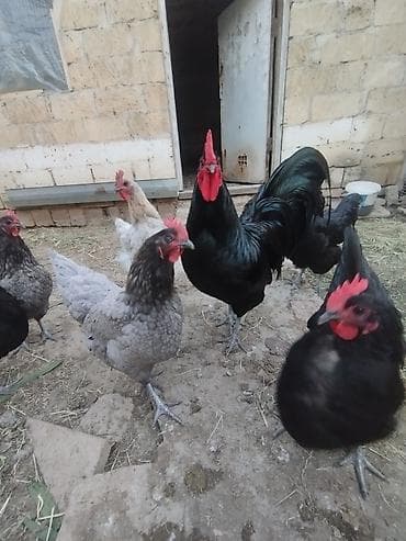 cucelerin satisi: Toyuq cücələri, Damazlıq, Ünvandan götürmə — 5