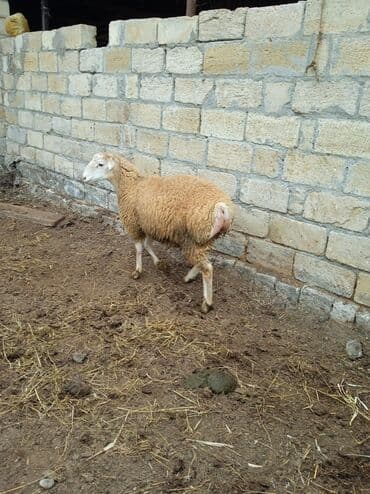 qurbanlıq qoyun: Saxaraya qoyun – yağlı quyruqlu tip. - Cins/Tip: Yağlı quyruqlu yerli — 4