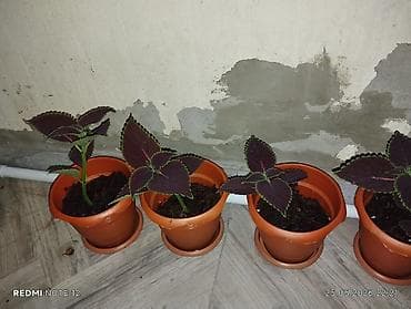xolikan bitkisi: Kolyoz (Coleus) dekorativ yarpaqlı otaq bitkisi – qablarda şitillər və — 3