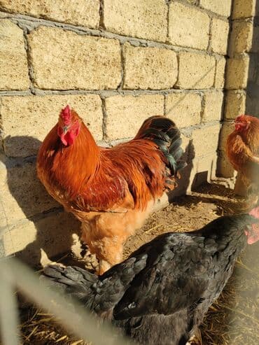 Другие животные: Петух, Brama, лет: <1, Самовывоз — 2