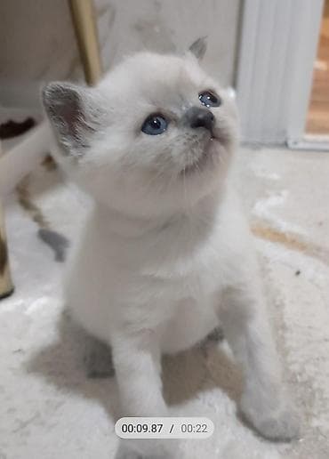 pişik sekilleri: Yaxşı əllərə — 2