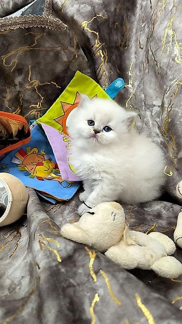 Tam sağlam uzuntüklü balalar saf Qandi. Ana ve ata şəkillərini ciddi