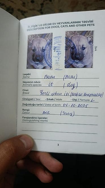 cins xoruz: Peyvəndli — 5