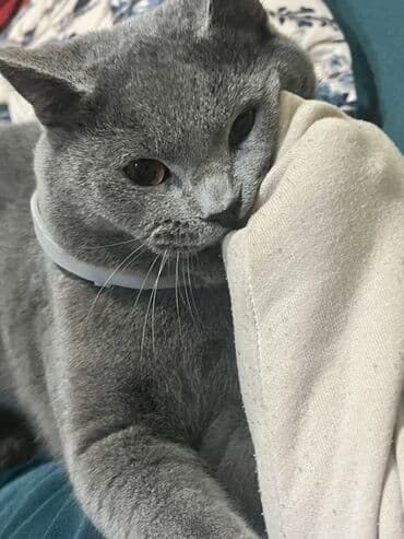 pişik satışları: Britan, Erkək, Cütləşmə üçün, Ünvandan götürmə — 3