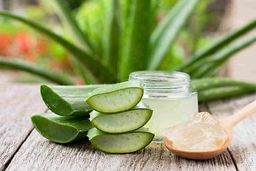 su baklarl: Aloe Vera (Aloe barbadensis miller) – saksı bitkisi - 15 İLLİKDİR, 2 — 3