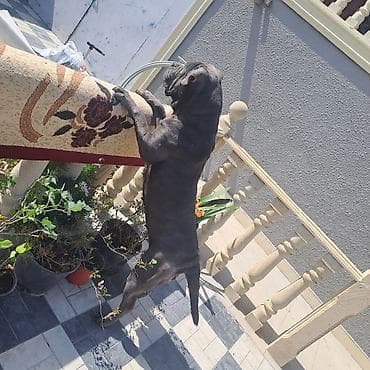 zvonok it: Kane-Korso, Dişi — 3