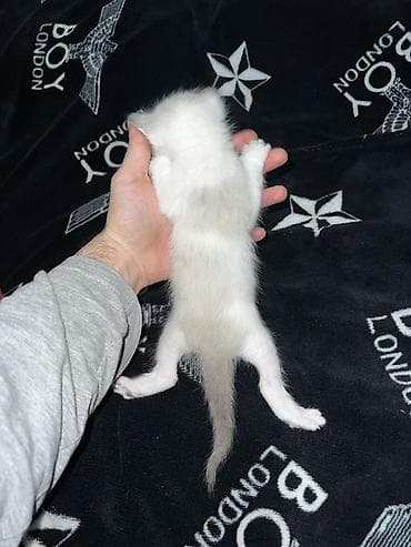 siam pisiyi haqqinda: Siam, Erkək — 7