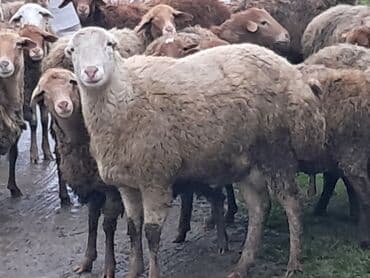 sort qoyunlar: Erkək, il: 1, 60 kq, Damazlıq, Ünvandan götürmə — 4