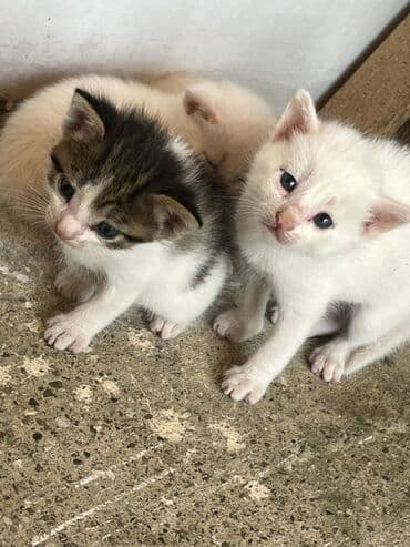 pişik damı: Dişi, Erkək, Yaxşı əllərə, Pulsuz çatdırılma — 1