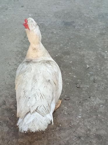 ÇOX TECİLİ SATLİR DAMAZLİQ HEYVANARDİ ELADLAR İÇLERDE AQ QARA BAŞDA