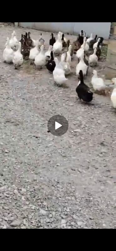 sudluk inekler satışı: Satılır: ördək sürüsü Məhsulun təsviri: - Çoxsaylı ev ördəkləri (ağ — 1