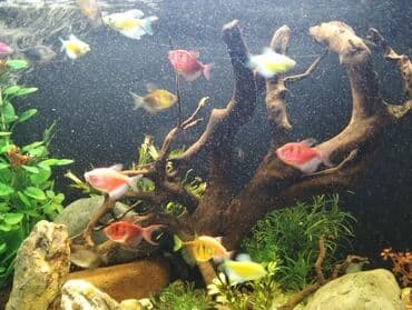 купить аквариум: Dördbucaq akvarium, Balıqlarla birlikdə, 120 l, Ödənişli çatdırılma — 4