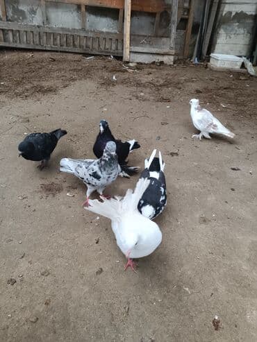 cins ineklerin qiymeti: Salam. Satılır: Qiymət hamısın alana aiddir. Tek tek hər biri 10 AZN — 2