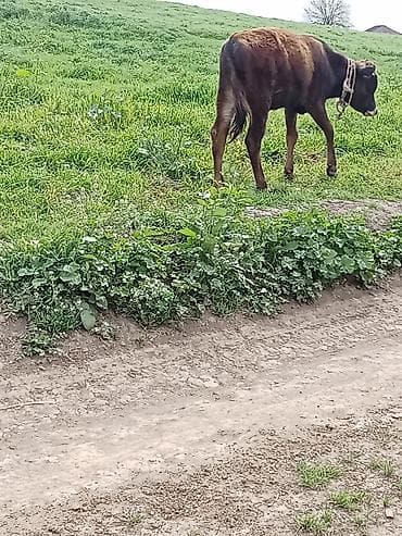 heyvanlar alemi: Erkeydi riyalı alci zengin vursun hevan celilabada — 6