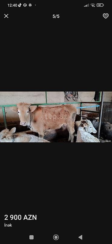 Quşlar: İnək - Cins: qarışıq yerli (açıq krem-ağ rəng çalarları) - Qulaq — 1