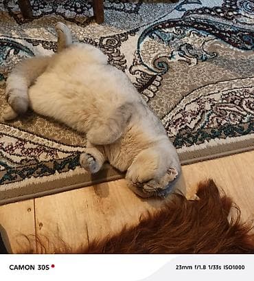 pulsuz pişikler: Şotland yastı qulaq, Pulsuz çatdırılma — 1