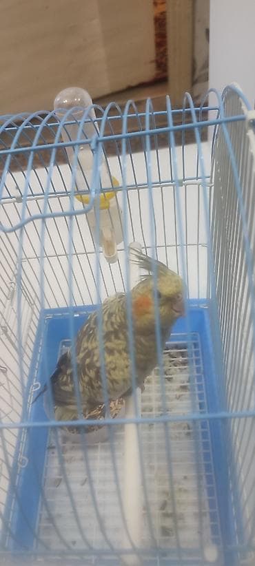 Птицы: Məhsul: Nimfa tutuquşusu (Cockatiel) və qəfəs dəsti Təsvir: - Növ — 2