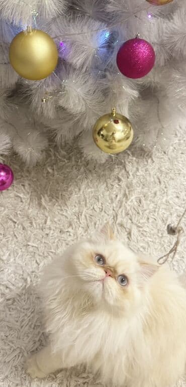 cutles: Fars, Erkək, Cütləşmə üçün — 6