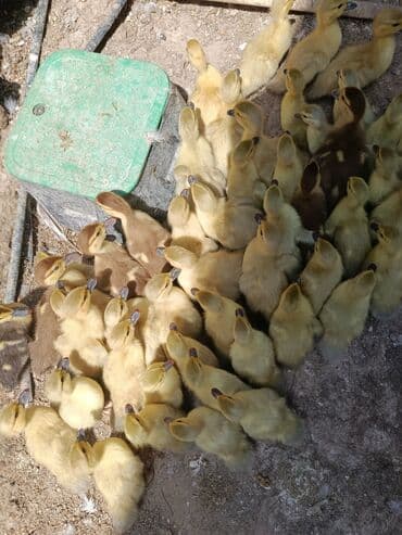 Audi: Temiz qan lavada ordey balaları datilir — 6