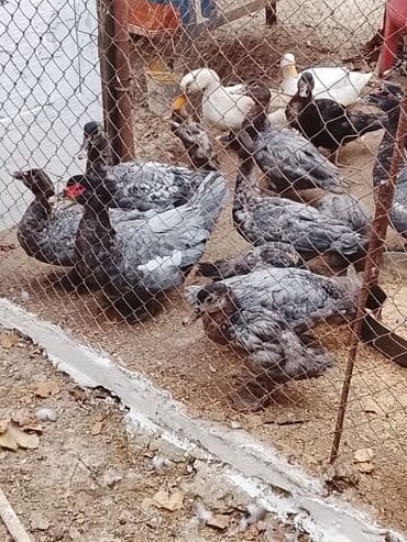 Inəklər, öküzlər: Macar sortydu ətli damazdig ordekdir . qiyməti 20 manatdan başlayır — 2