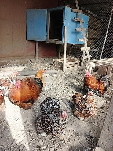 Бараны, овцы: Курица, Для разведения, Доставка в районы — 2