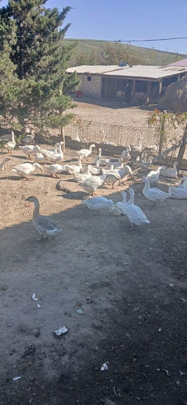 6 7 aylıq bu ilin qazlarıdı Damazlıq artırmaq, həyətyanı təsərrüfatı