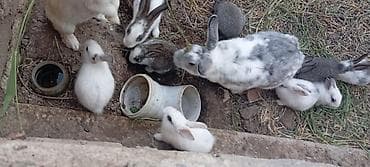 tap az ev itleri: Ancaq balalari satılır biri 10 manat 2 aylıq balalardiSatışda evdə — 7