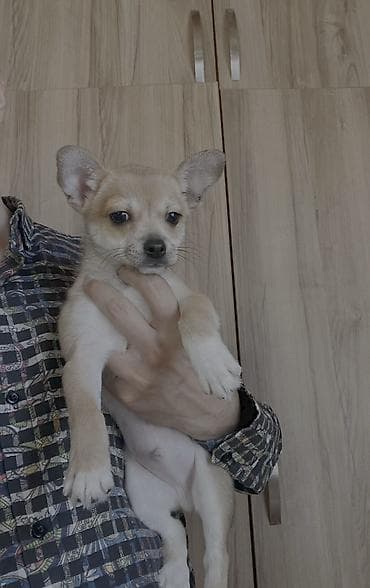 balaca tuklu it: Çixuahua, 3 ay, Erkek, Peyvəndli, Ödənişli çatdırılma — 3