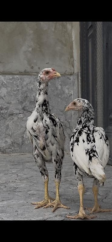 inek adları azerbaycan: Toyuq, Damazlıq — 3