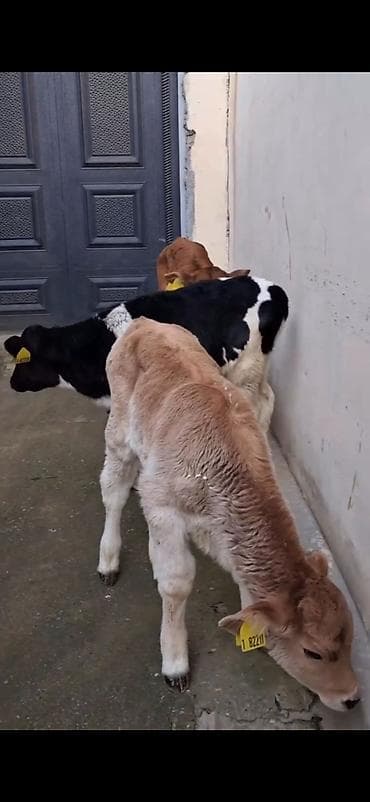 Кошки: Satılır: quzadan kəsilmiş bir neçə dana (südlük-döşəməli buzovlar) — 9
