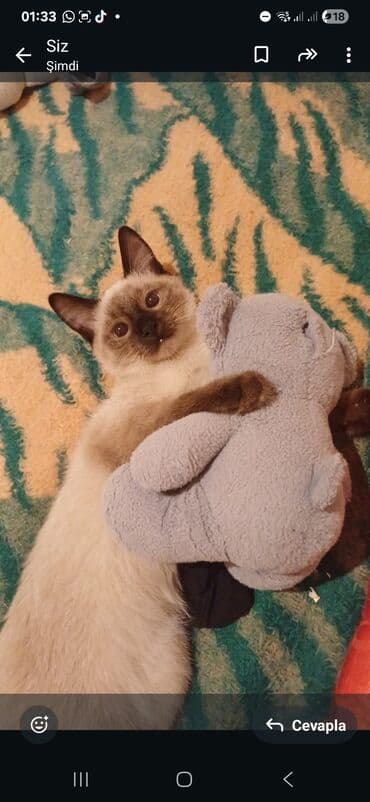 где можно купить котенка: Siam — 3