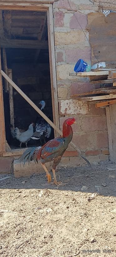 Xoruz, il: 2, Ünvandan götürmə — 3