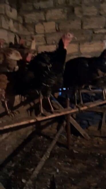 qoyun satisi 2024: Erkək, Damazlıq, Ünvandan götürmə — 3