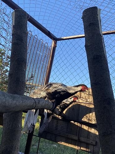 xacmaz heyvan bazari: Gümüş Fazan (Silver Pheasant) – dekorativ və nadir quş - Növ: Gümüş — 4